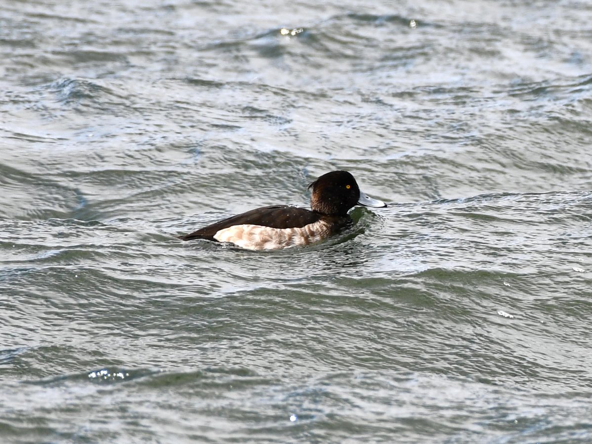 #93:
    Tufted Duck, Male, Gunma.
    f/ at mm - Shutter Speed: - ISO: